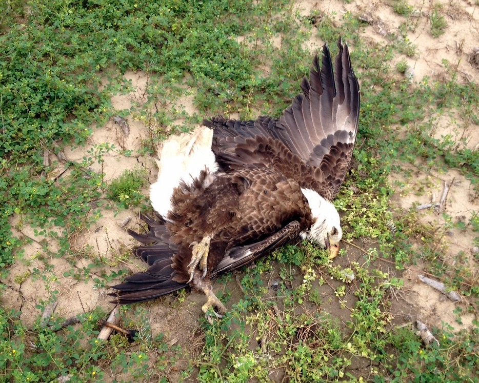 Republicans Unveil Plan to Cure Autism with Bald Eagle Therapy, Democracy and