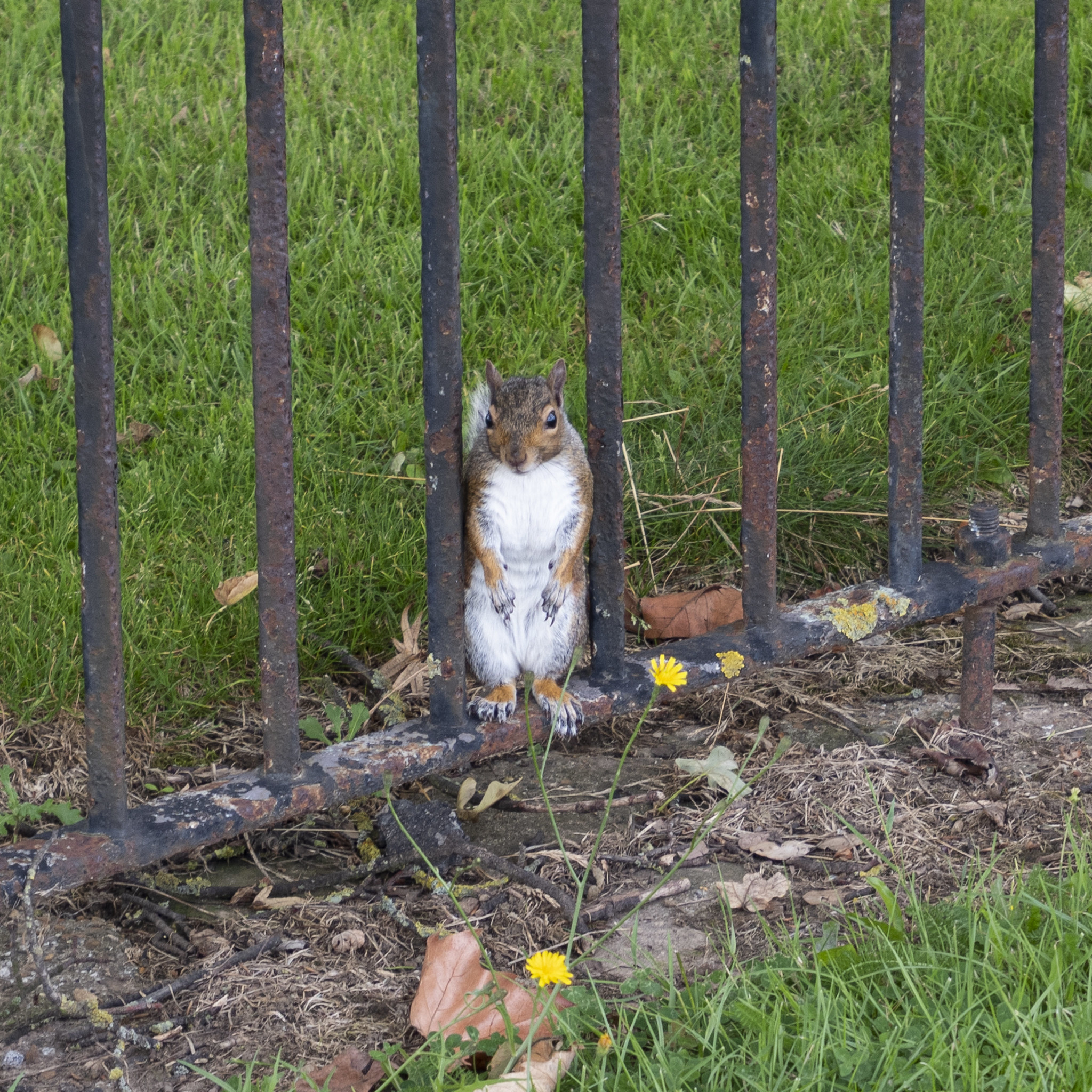 Squirrel Declares Acorn Shortage a Nutty Conspiracy, FBI Investigates