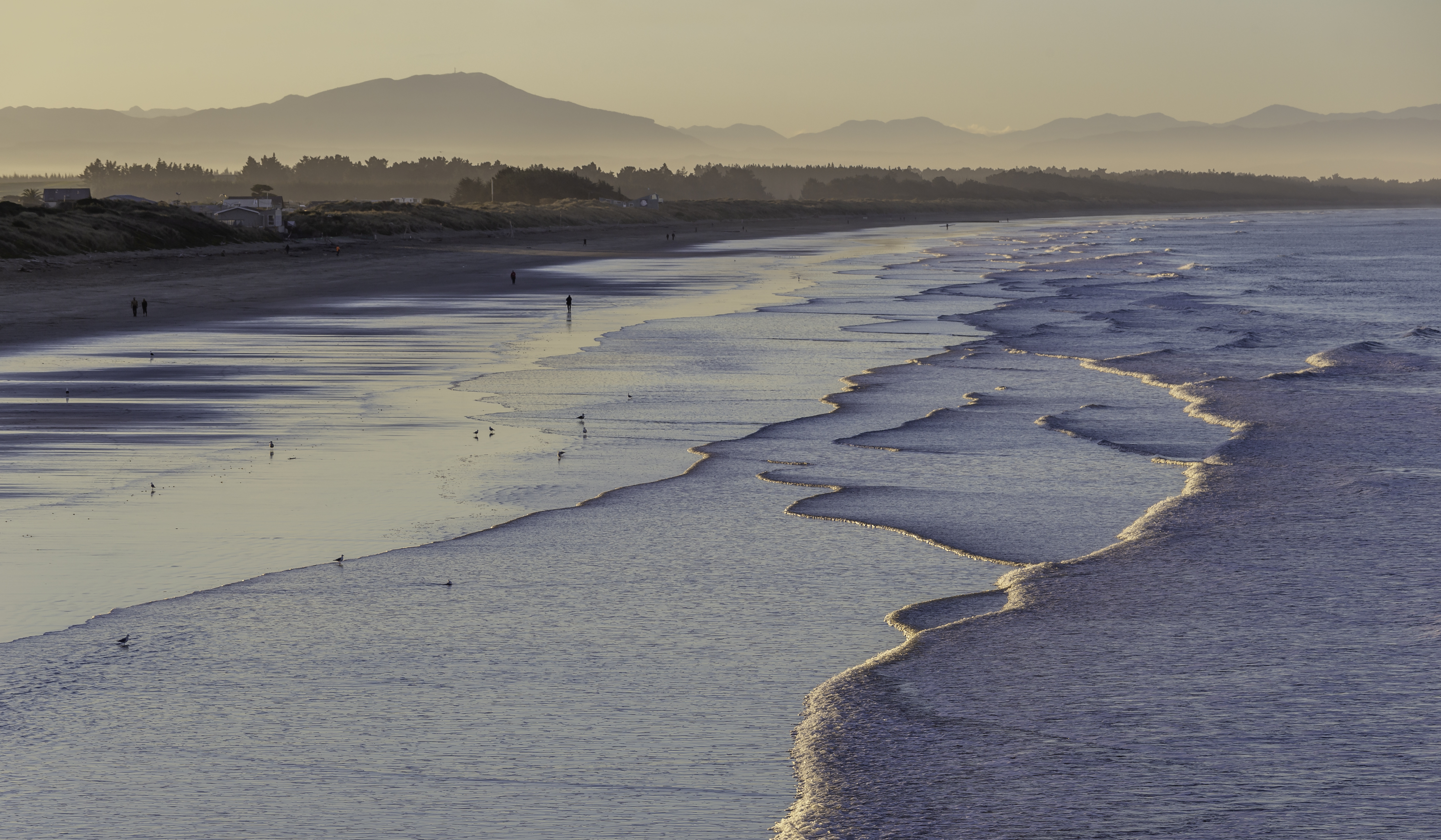 Portuguese Dolphins Form Union, Reveal Secret Beaches Only Locals Can Pronounce!
