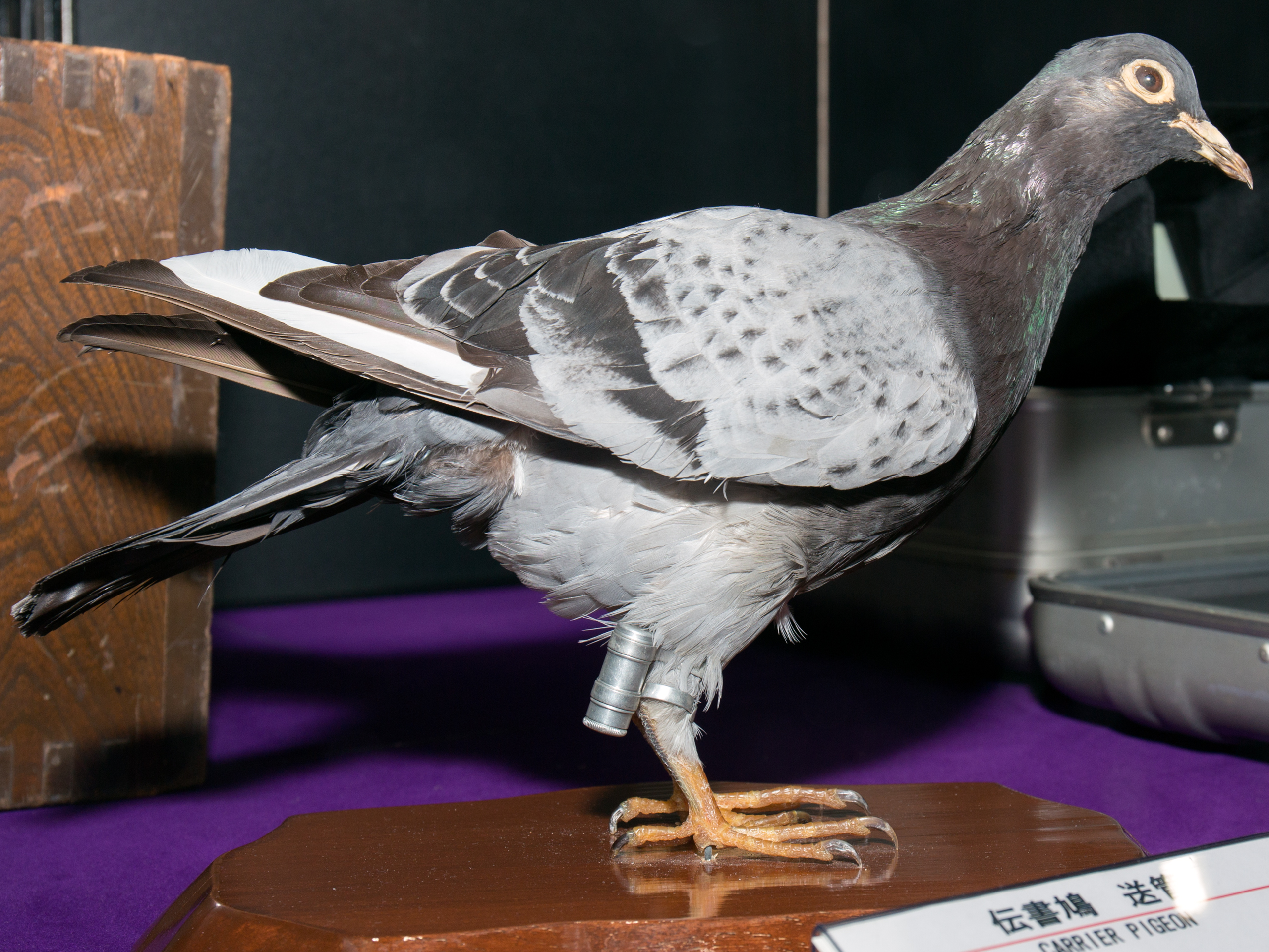Defense Intelligence Agency Employee Charged With Attempting to Fax Classified Data to Foreign Government via Carrier Pigeon