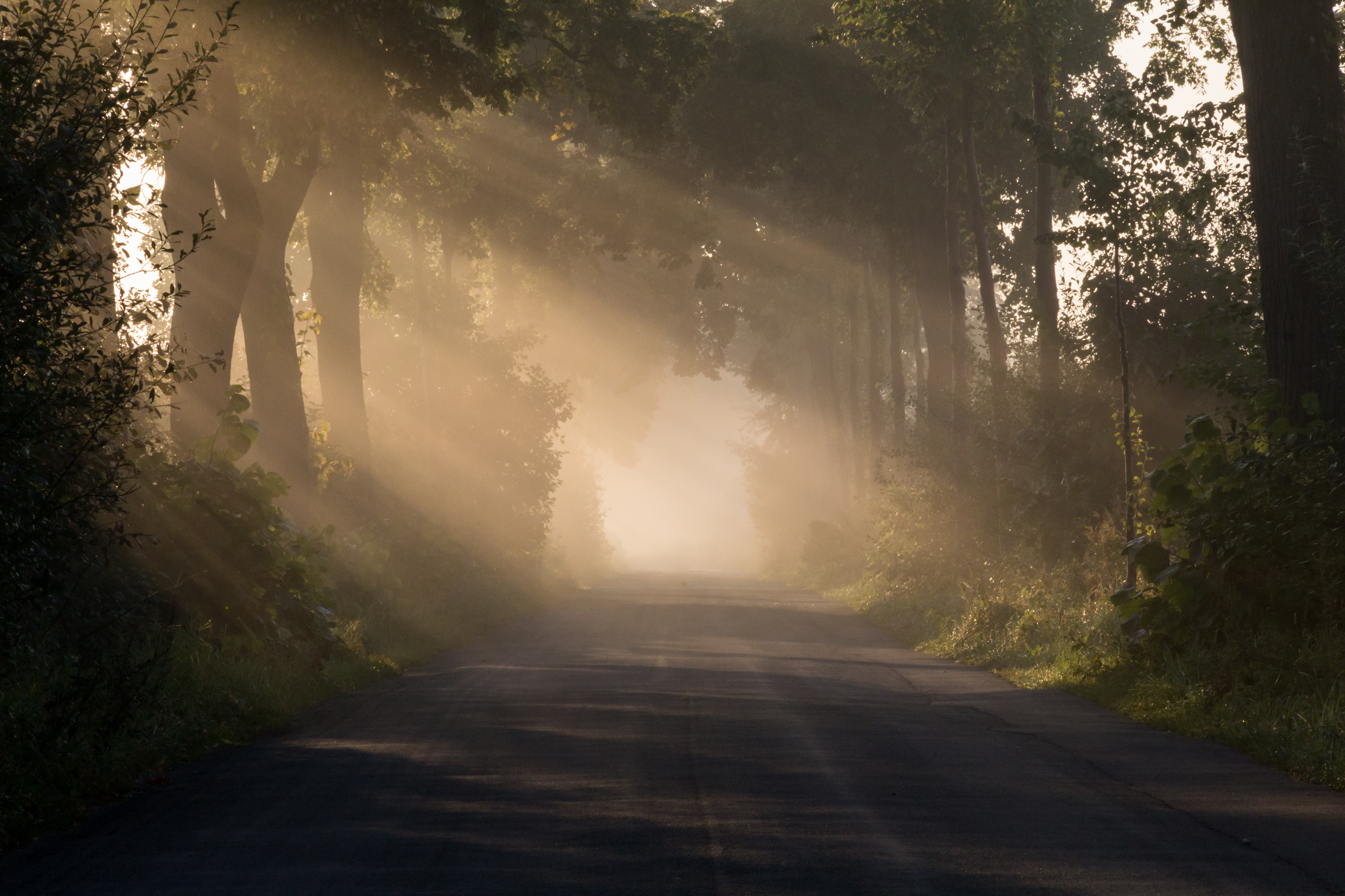 Government Admits Trees Have Been Hoarding Sunlight, Plans Massive Tax Overhaul Featured Image