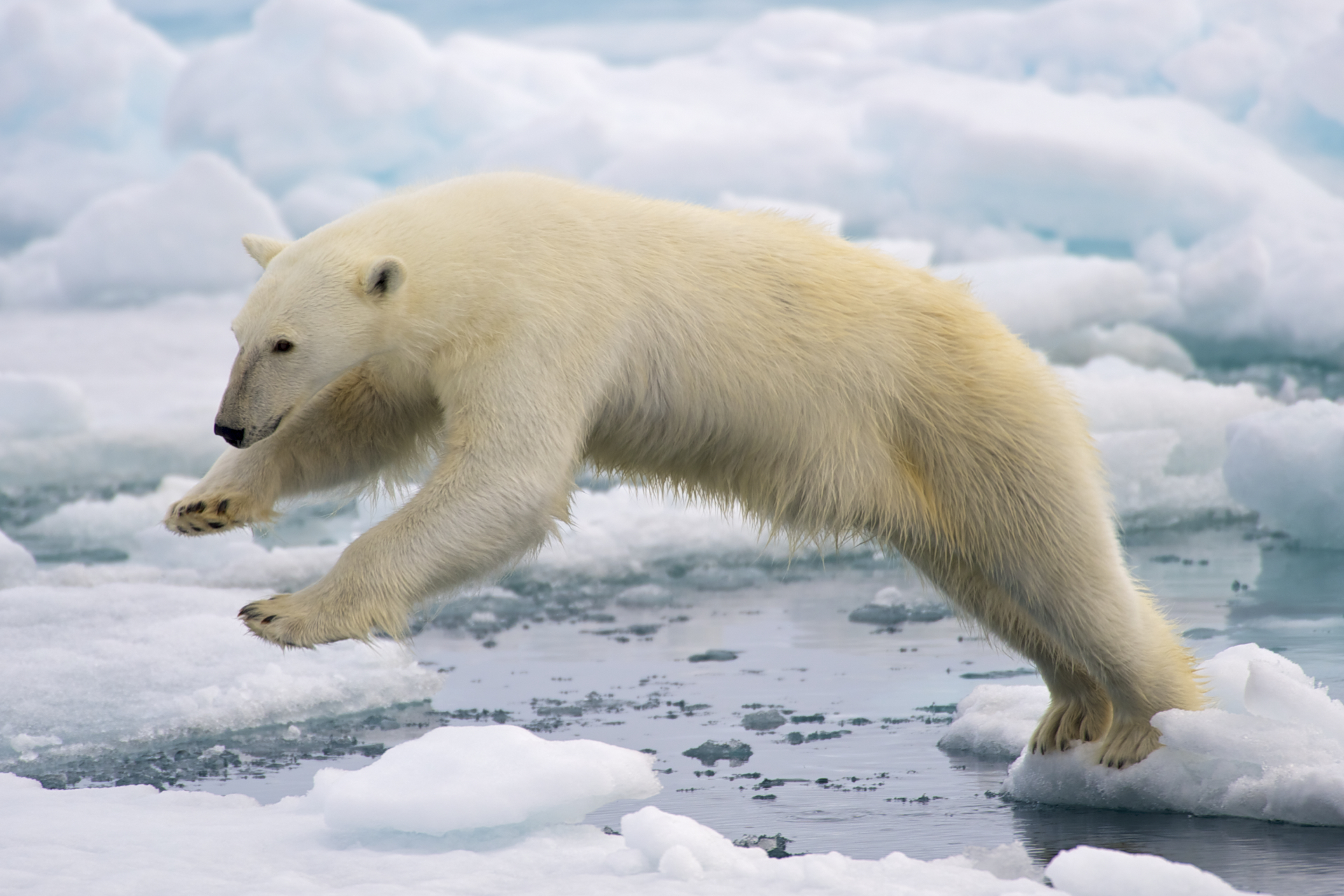 Polar Bears Begin Boycott of Water, Demand Upgrade to Sparkling Featured Image