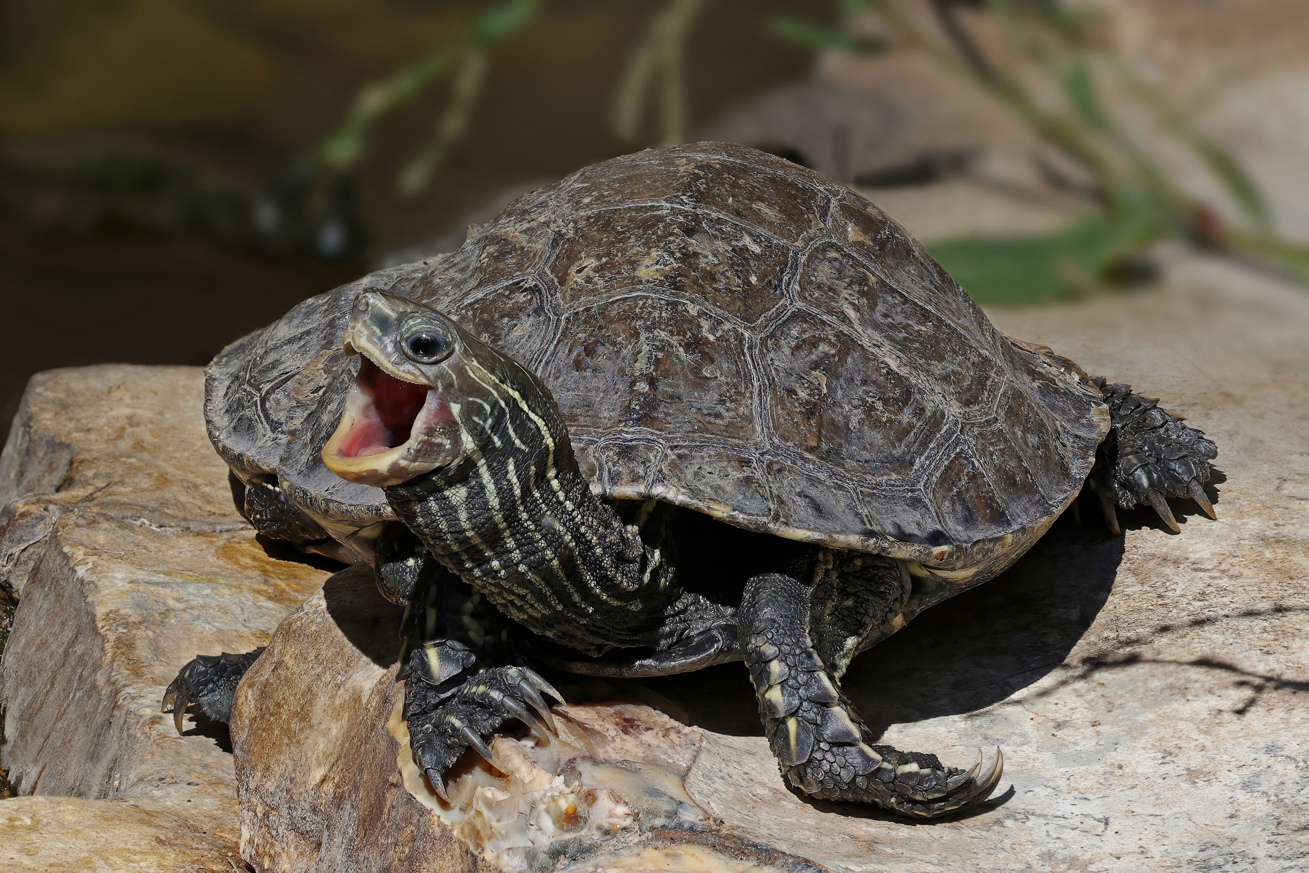 Turtles Declare Speed Limit on Land, Hares Protest Injustice Featured Image