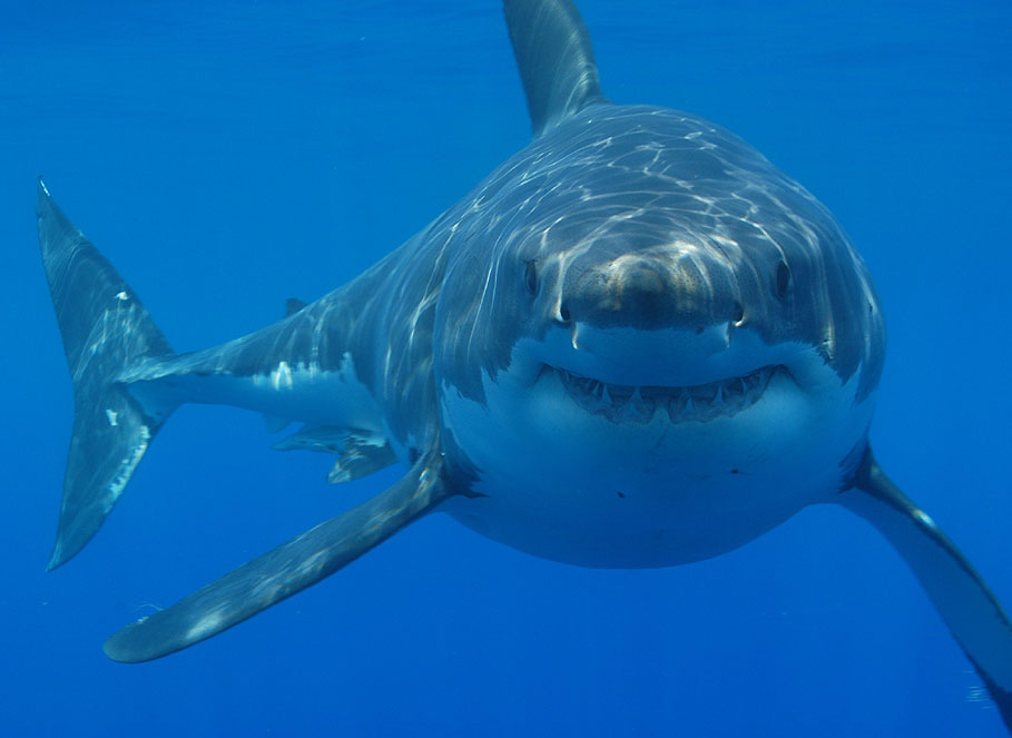 Half a Century After Jaws, Shark Union Claims Film Still Ruining Dating Prospects in Fish Community
