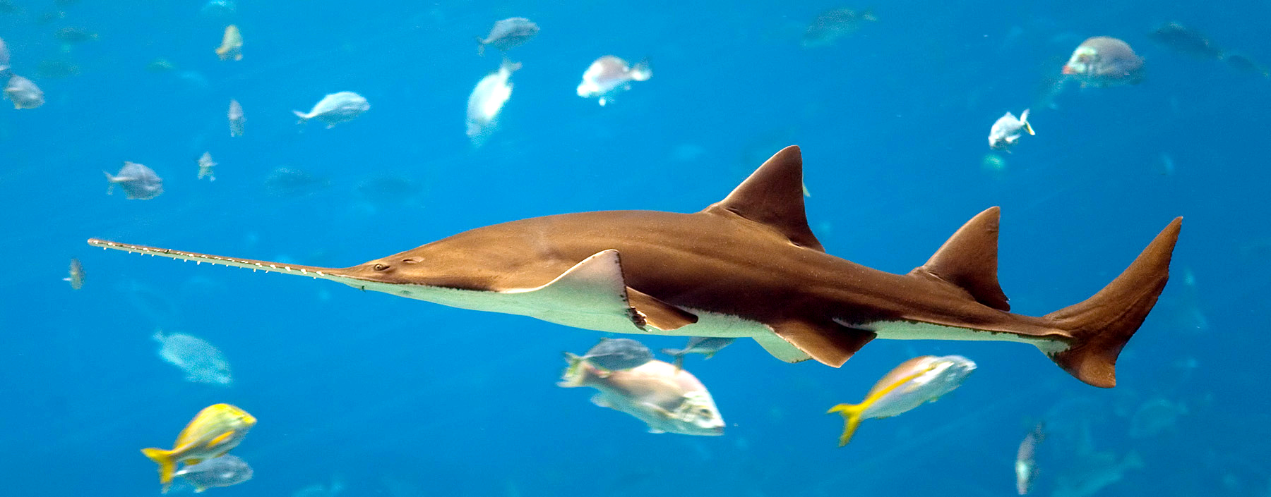 Tom Bergeron Declared New King of Sharks, Patience Finally Runs Out Nationwide, More at Eleven