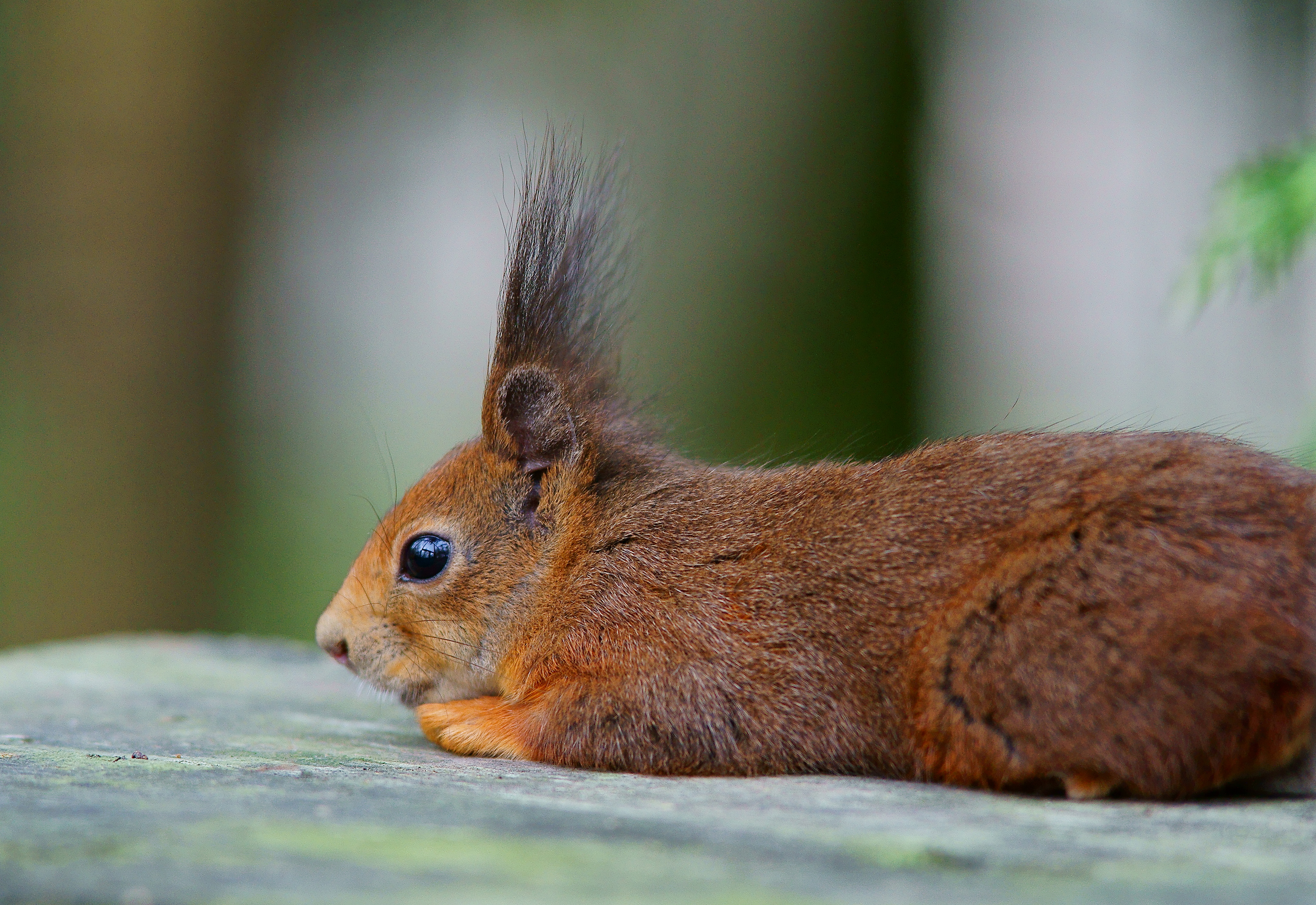 Arkansas Squirrel Announces Candidacy for Acorn Hoarder, Outshines Governor Sanders at GOP Event